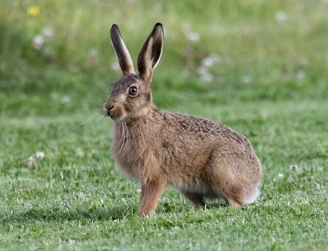 Dégâts de lapins et lièvres en agriculture